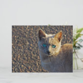 Blue Eyed cat (Standing Front)