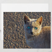 Blue Eyed cat (Front/Back)