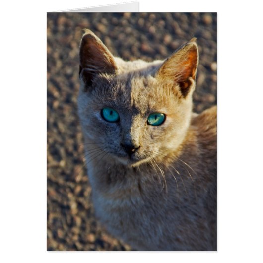 Blue Eyed cat Cards (Front)
