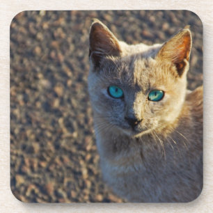 Blue Eyed cat Drink Coaster