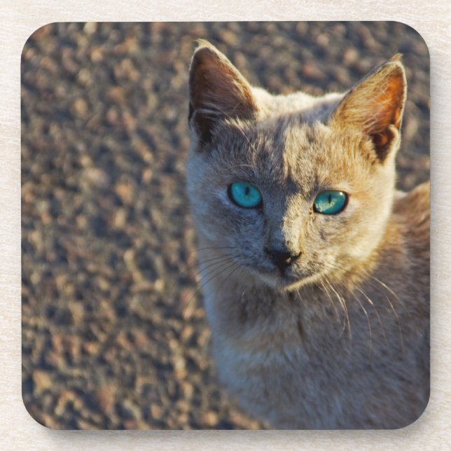 Blue Eyed cat Drink Coaster (Front)