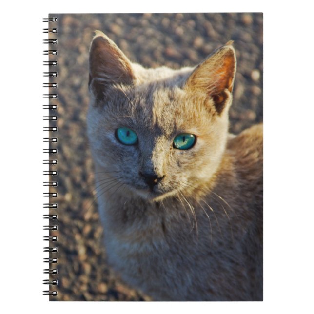 Blue Eyed cat Notebook (Front)
