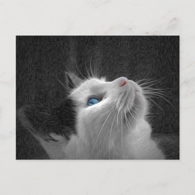 Blue Eyed Cat Photo Postcard (Front)