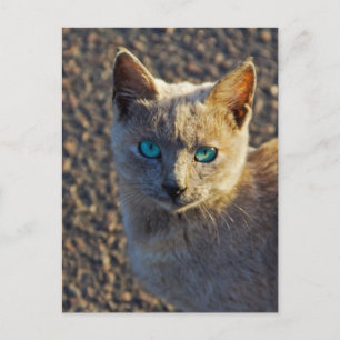 Blue Eyed cat Postcard