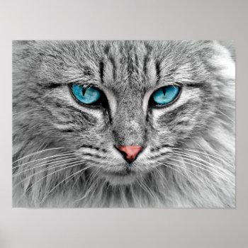Blue Eyed Cat Poster by GiftStation at Zazzle