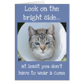 Blue-Eyed Cat Wearing Cone of Shame (Front)