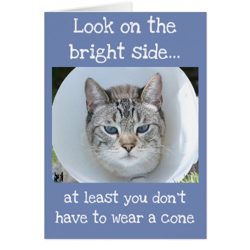 Blue_Eyed Cat Wearing Cone of Shame