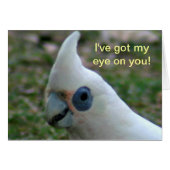 Blue Eyed Cockatoo (Front Horizontal)