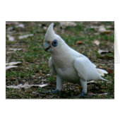Blue Eyed Cockatoo (Front Horizontal)