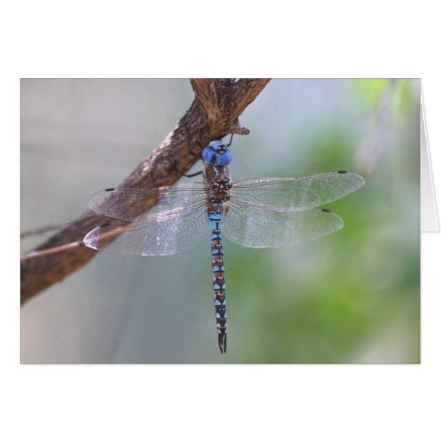 Blue-eyed darner dragonfly cards (Front Horizontal)