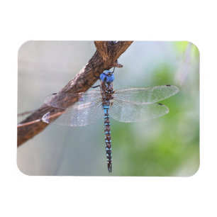 Blue-eyed Darner Dragonfly Magnet