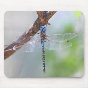 Blue - Eyed Darner Dragonfly Mouse Pad