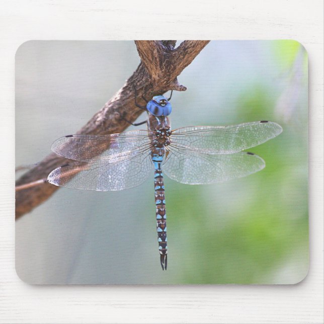 Blue - Eyed Darner Dragonfly Mouse Pad (Front)