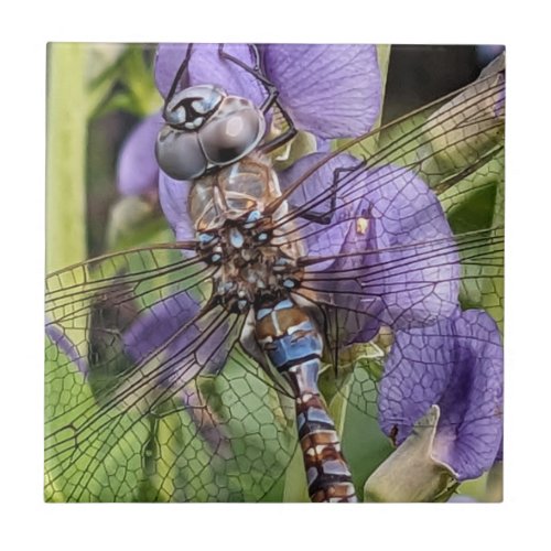 Blue_Eyed Darner Dragonfly on Flower Ceramic Tile