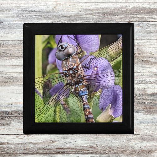 Blue_Eyed Darner Dragonfly on Flower Gift Box