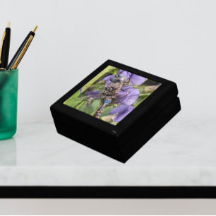 Blue-Eyed Darner Dragonfly on Flower Gift Box