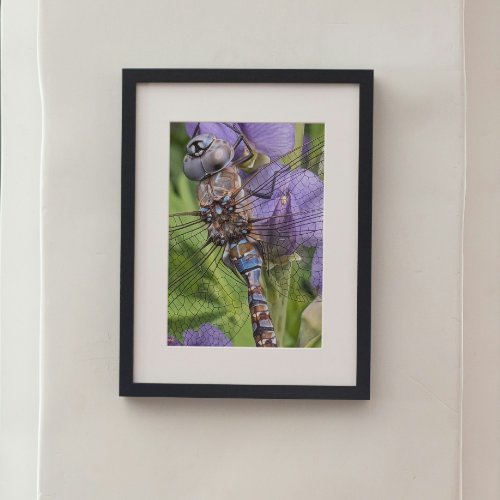 Blue_Eyed Darner Dragonfly on Flower Photo Print
