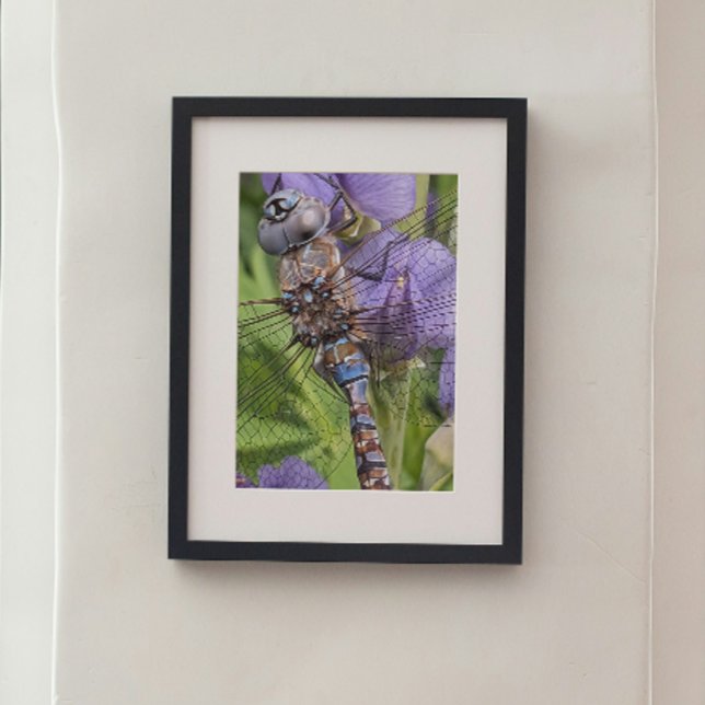 Blue-Eyed Darner Dragonfly on Flower Photo Print (In Situ Framed)