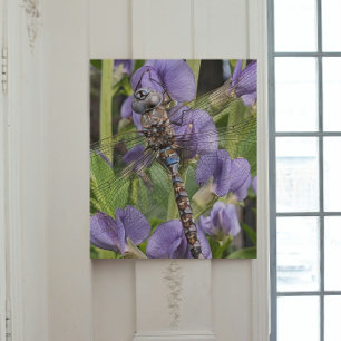 Blue-Eyed Darner Dragonfly on Purple Flowers Gallery Wrap
