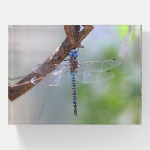 Blue-eyed darner dragonfly paperweight
