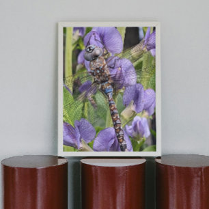 Blue-Eyed Darner Dragonfly Photo Poster