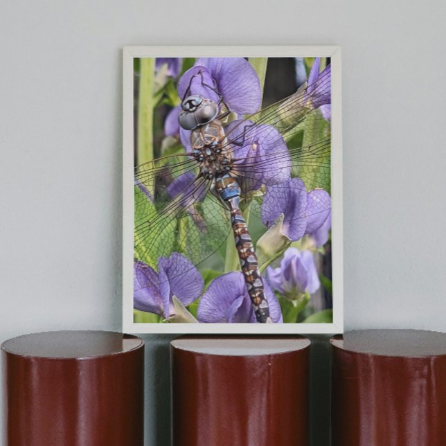 Blue-Eyed Darner Dragonfly Photo Poster (In Situ)