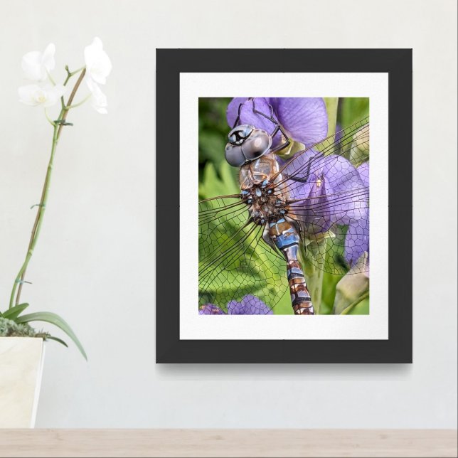 Blue-Eyed Darner Dragonfly Photographic Framed Art (Entryway)