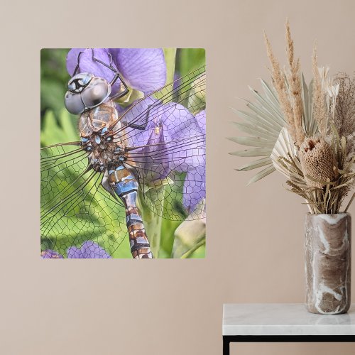 Blue_Eyed Darner Dragonfly Photographic Metal Print