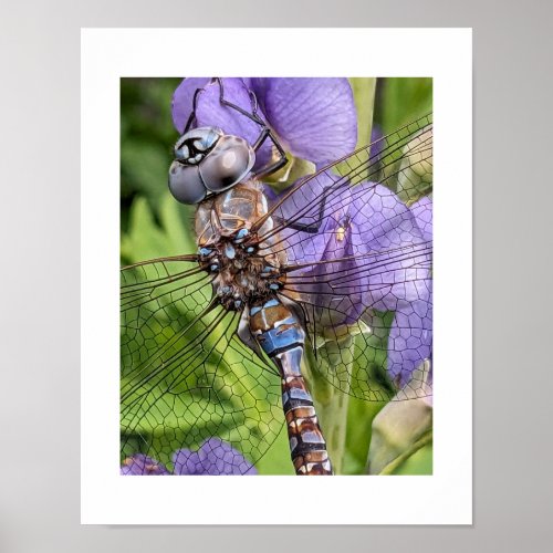 Blue_Eyed Darner Dragonfly Photographic Poster