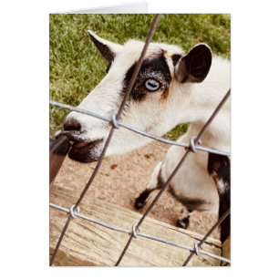 blue eyed goat cards