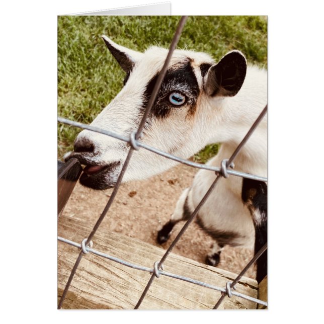 blue eyed goat cards (Front)