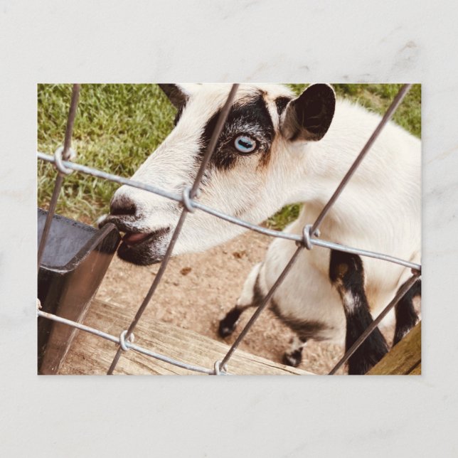 blue eyed goat postcard (Front)