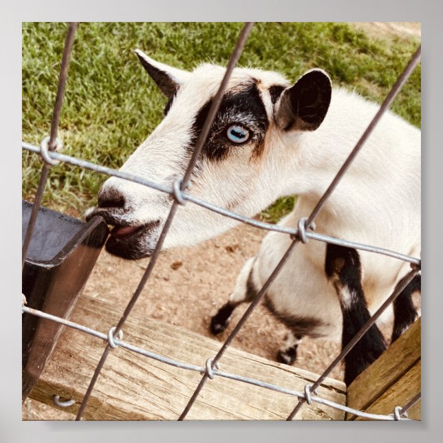 blue eyed goat poster (Front)