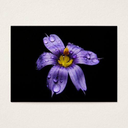Blue Eyed Grass ~ ATC Business Card Template