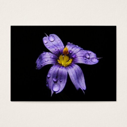 Customizable Blue Eyed Grass ~ ATC Business Card Template