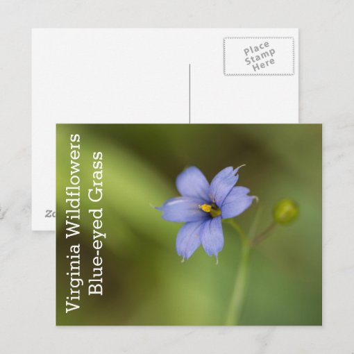 Blue Eyed Grass Virginia Wildflower Postcard Zazzle