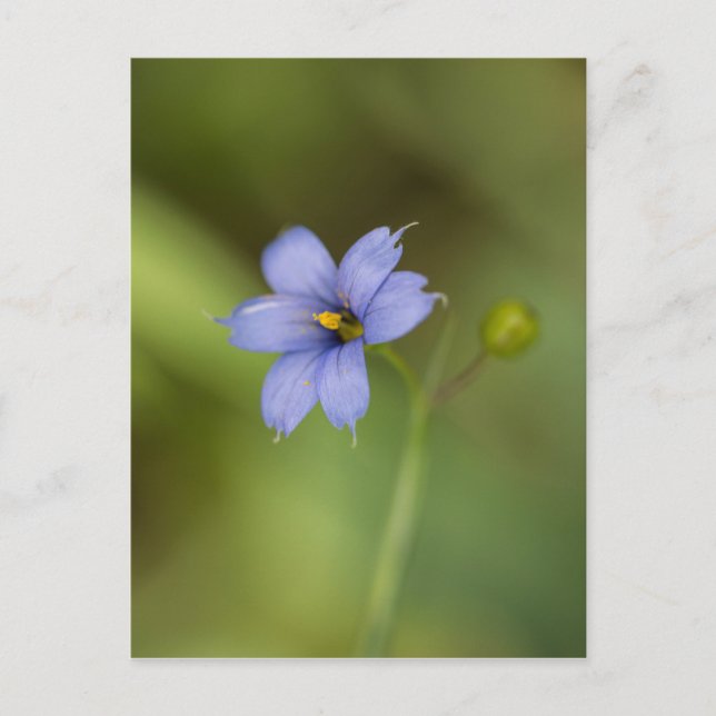 Blue Eyed Grass Wildflower Floral Postcard (Front)