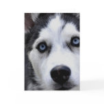 Blue Eyed Husky  Greeting Cards