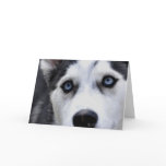 Blue Eyed Husky  Greeting Cards