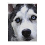 Blue Eyed Husky  Postcard