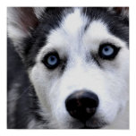 Blue Eyed Husky Poster