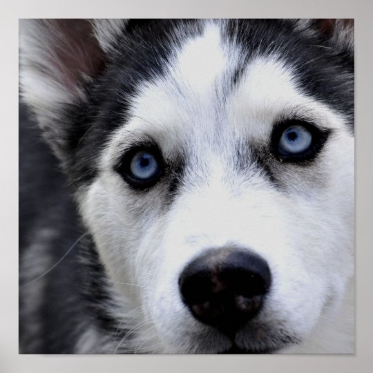 Blue Eyed Husky Poster | Zazzle.com