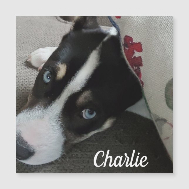 Blue Eyed Husky Puppy or Add your own Dog Photo  (Front)