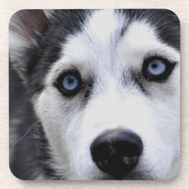 Blue Eyed Husky Set of Six Coasters (Front)
