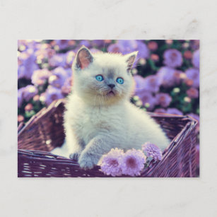 Blue Eyed Kitten Baby Cat In Basket Lilac Flowers Postcard