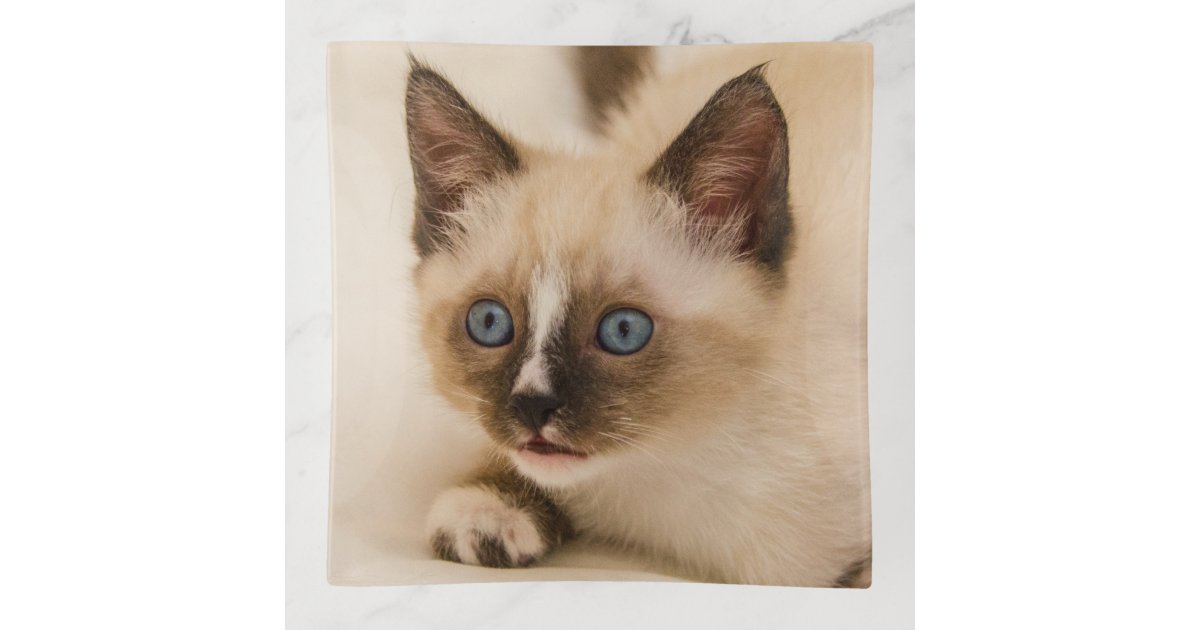 Blue Eyed Kitten Ready To Pounce Trinket Trays Zazzle Com