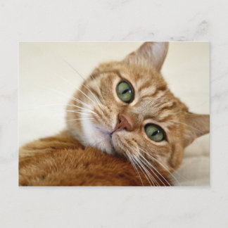 Blue Eyed Kitty Postcard