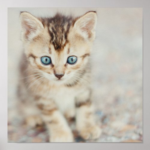 Blue Eyed Kitty Poster