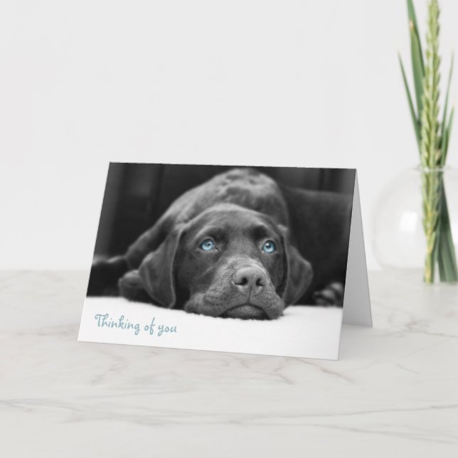 Blue Eyed Labrador Black And White Photo Cards (Front)