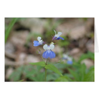 Blue-eyed Mary Cards